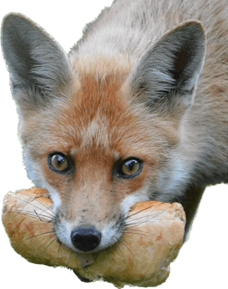 Bread Fox