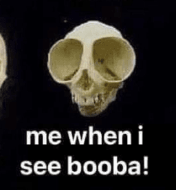 boobies