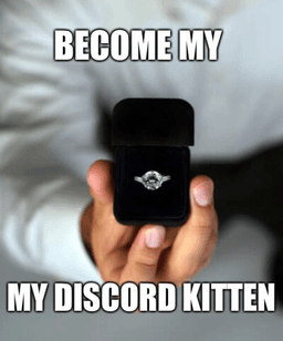 kitten