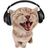 musiccat