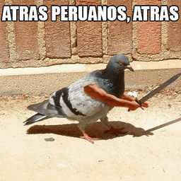 Paloma peru