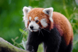 cute red panda