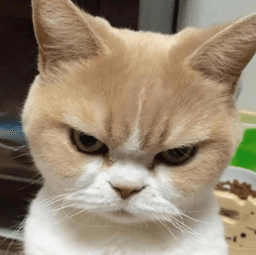 mad cat