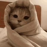 cat hug