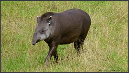 TAPIR