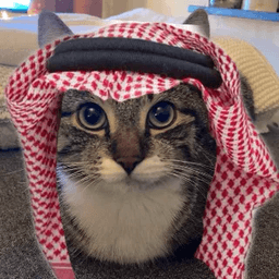 Arab Cat