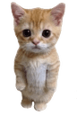 meow