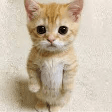 gatoserio