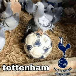 Tottenham