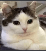 ReallyCat!