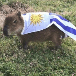 CapybaraCape