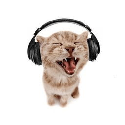 cat headphones yes