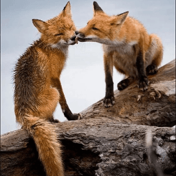 Dicey Foxdecai Kiss
