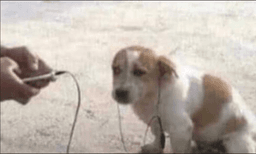 cachorro
