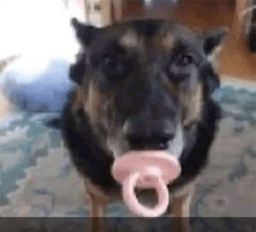 cachorro chupetinha