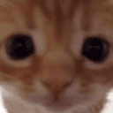 cat stare