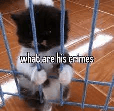 Crime Cat