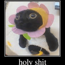 Holy shit flower cat