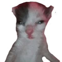 Squint cat