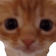 Stare cat