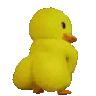 duck twerk