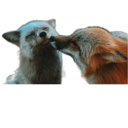 Cute foxes
