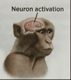 Neurona activada