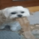 vomita 