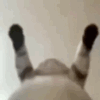 cat bellydance  .gg/owo