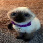 gato pelon  .gg/owo