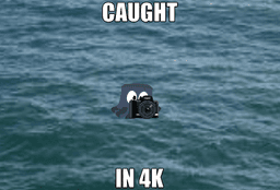 Caught in 4K