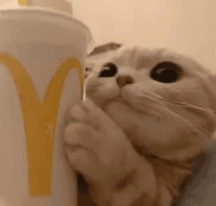 mcdonalds kitten (.gg/kitten)