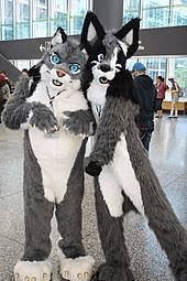 furry4