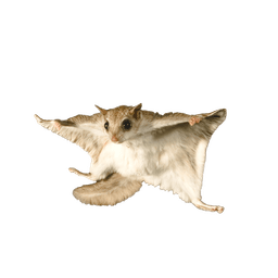 flying-squirrel2.png