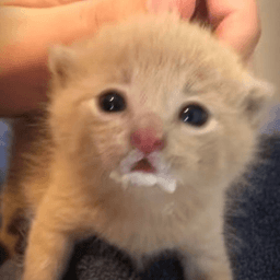 milk ggOfficialsexdungeon