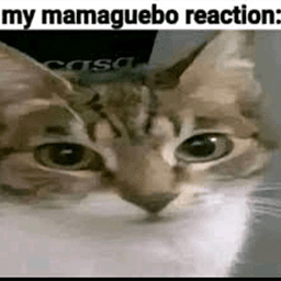 my mamaguebo reaction: