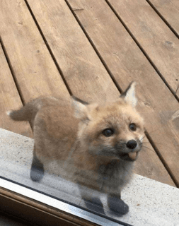 fox blep
