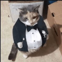 sr,gato