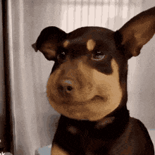 Cachorro inchado