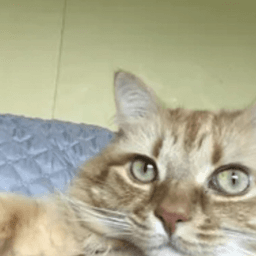 Gato relaxado 