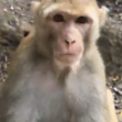 Monkey what .gg/eroarchive