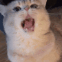 cat yawn | gg/crys