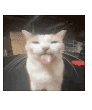gatogiro gg/Inmoralityhome