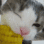 Gato comiendo choclo gg/Inmora