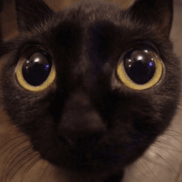 Cat Stare