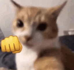 soco do gatinho