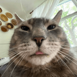 cat lol.png