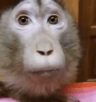 Monkey .gg/eroarchive