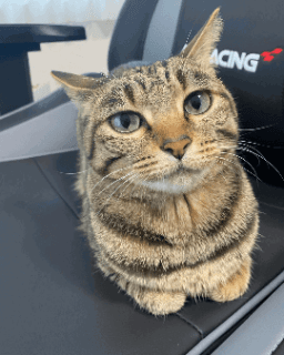cat