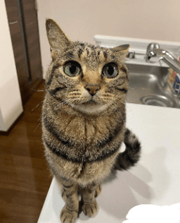 Maowmaow